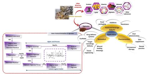  Alginate: Biyolojik Uygulamalar ve Üretim Süreci!